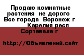 Продаю комнатные растения  не дорого - Все города, Воронеж г.  »    . Карелия респ.,Сортавала г.